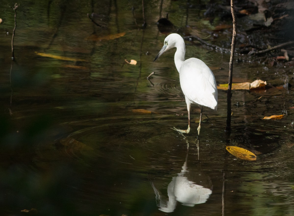 Little Blue Heron - Ruth  Danella