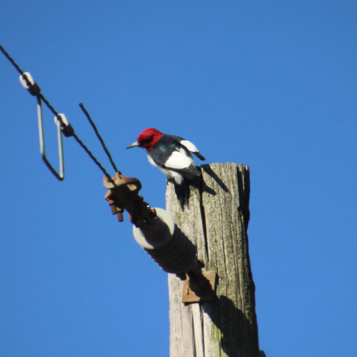 Red-headed Woodpecker - ML506397061