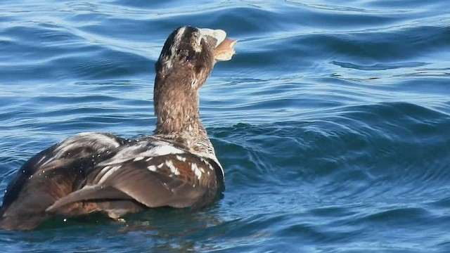 Common Eider (Dresser's) - ML506398321