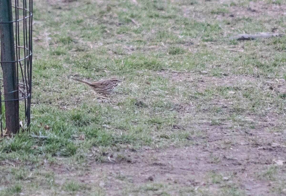 Song Sparrow - ML50639911