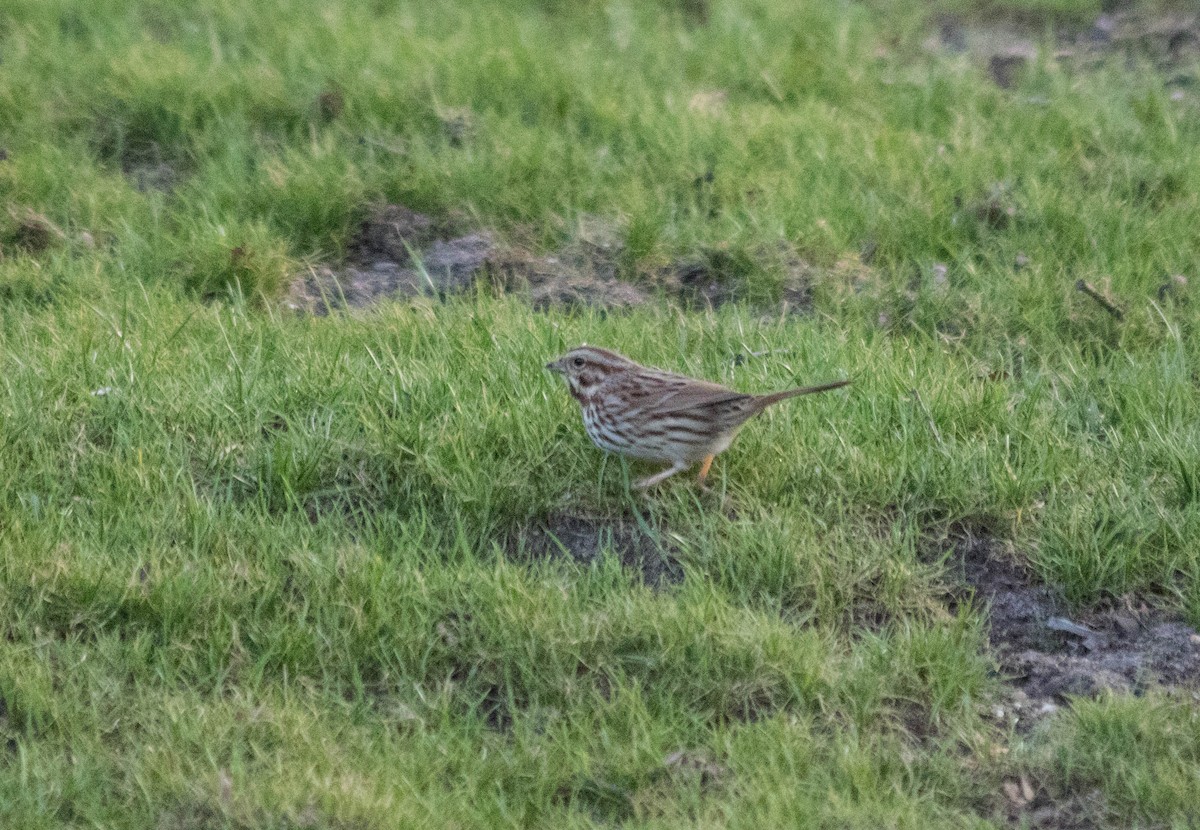 Song Sparrow - ML50639921