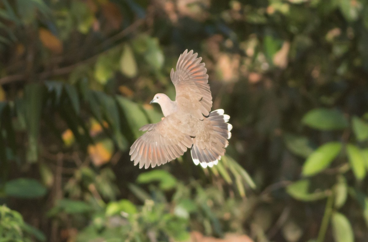 White-tipped Dove - Ruth  Danella
