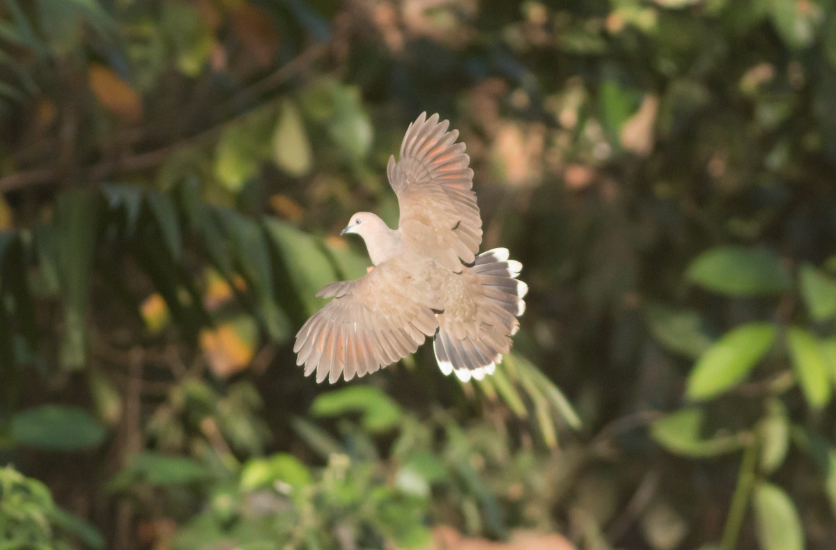 White-tipped Dove - ML50639971