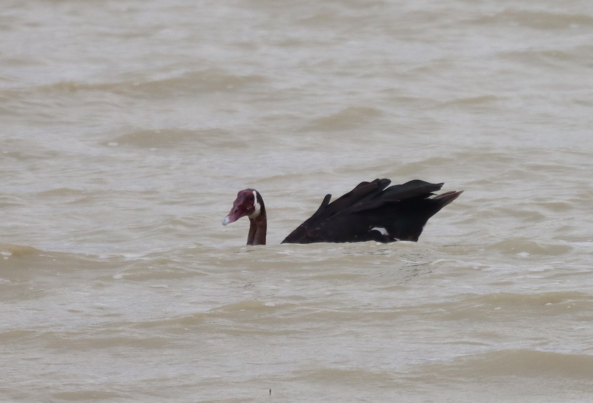 Spur-winged Goose - ML506400041