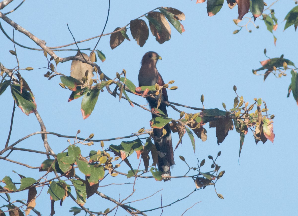 Squirrel Cuckoo - ML50640051