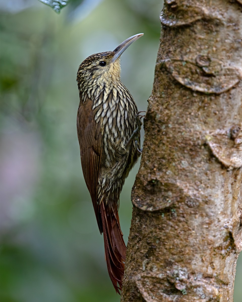 Spot-crowned Woodcreeper - ML506400511