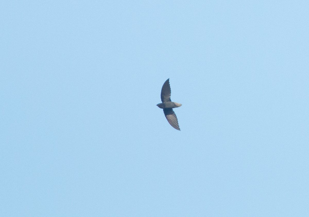 Short-tailed Swift - Ruth  Danella