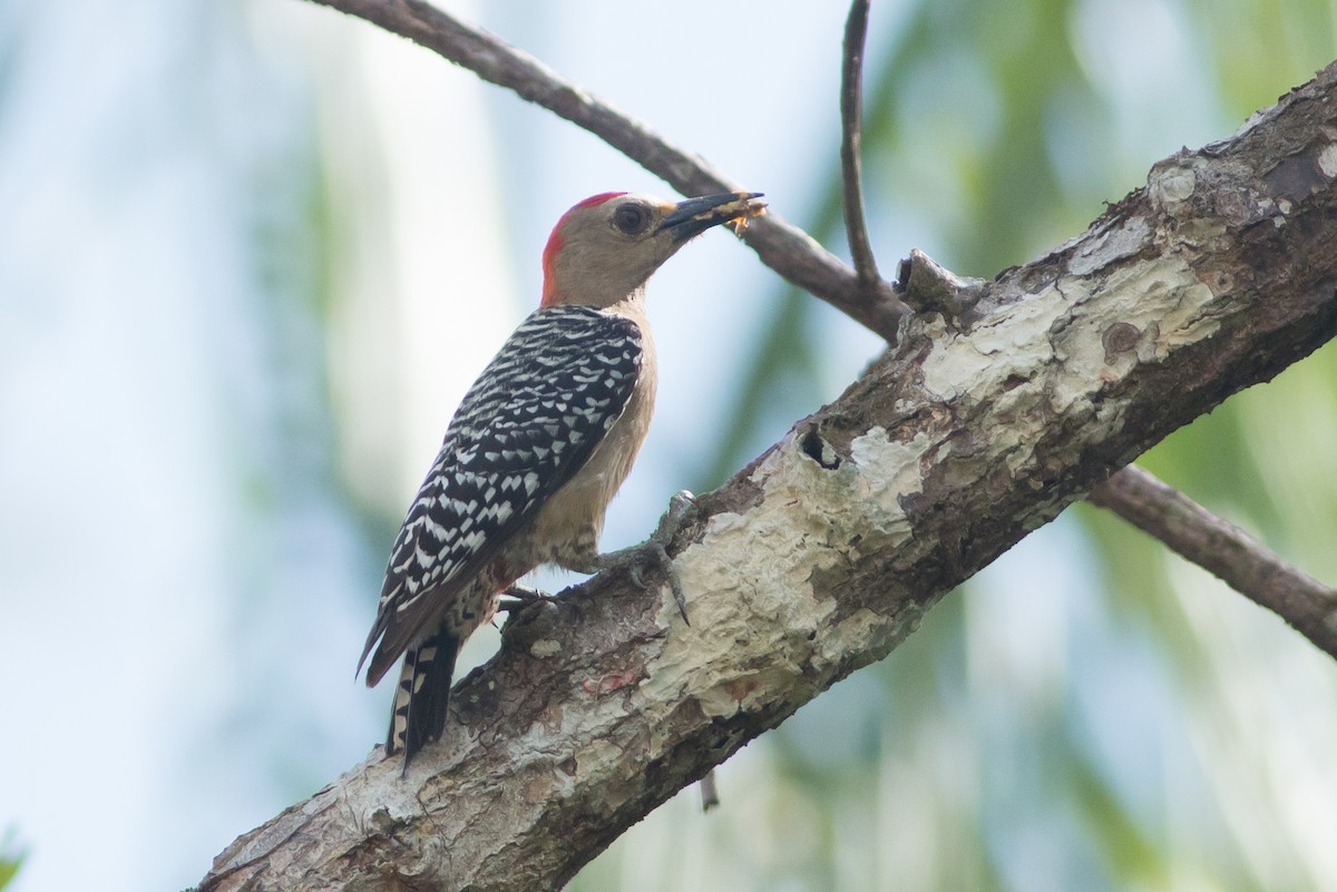 Red-crowned Woodpecker - Ruth  Danella