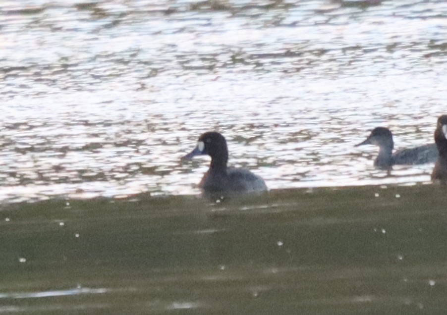 Greater Scaup - ML506401601