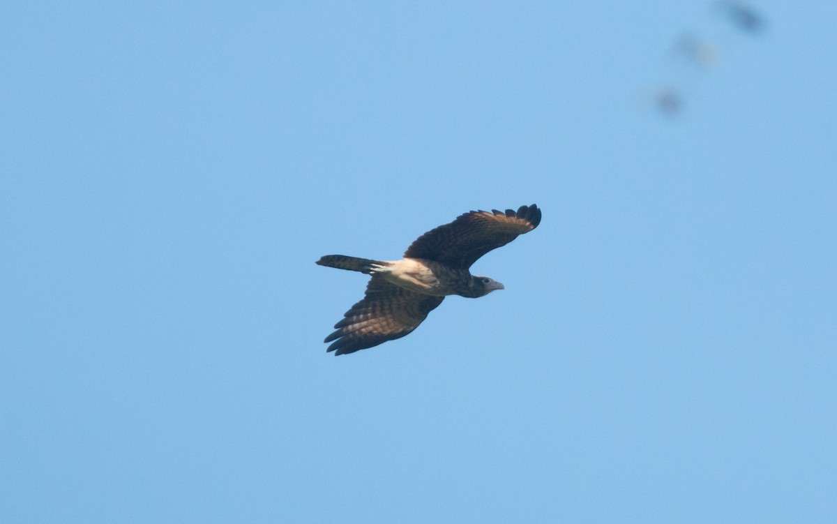 Yellow-headed Caracara - Ruth  Danella