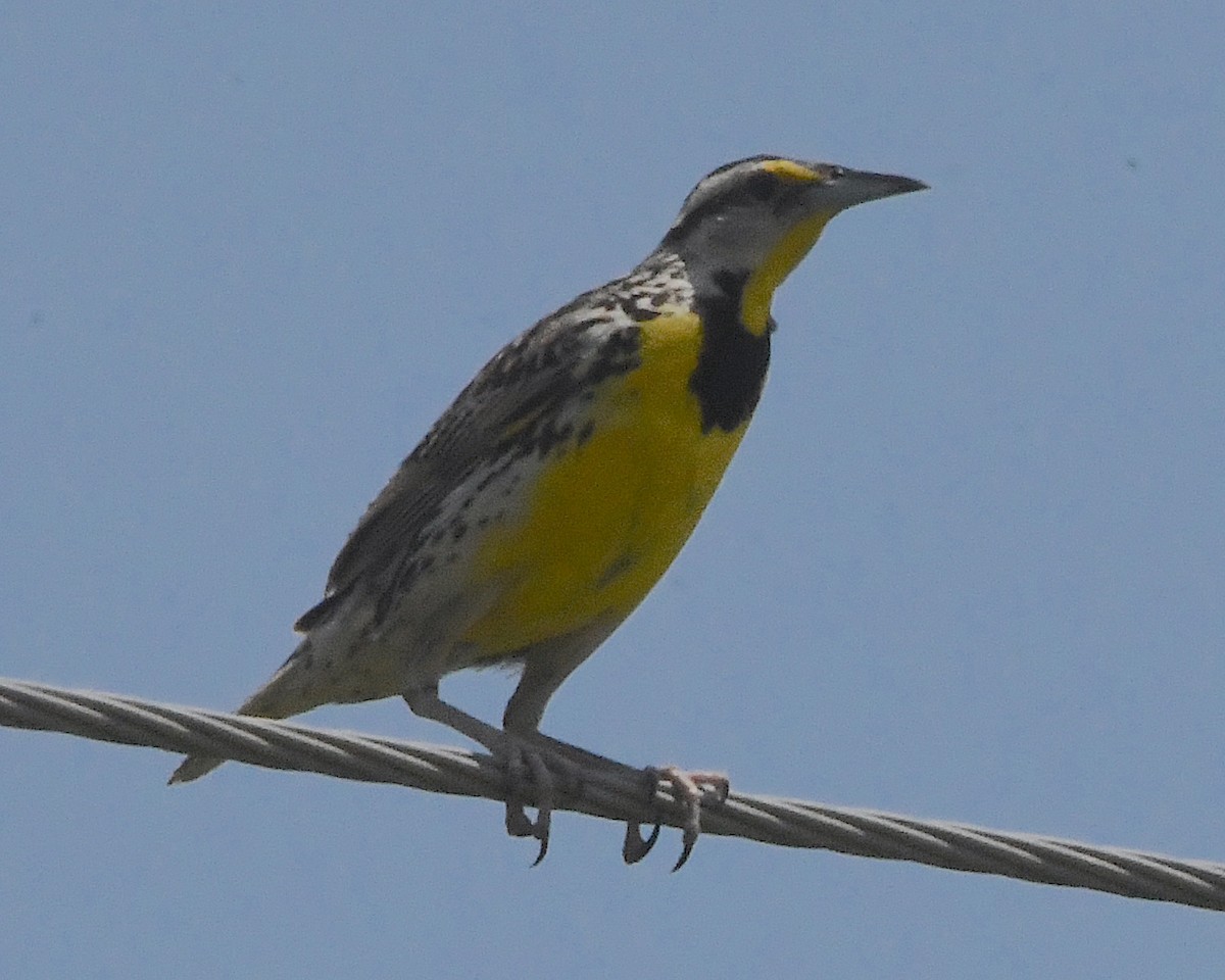 Eastern Meadowlark - ML506402211