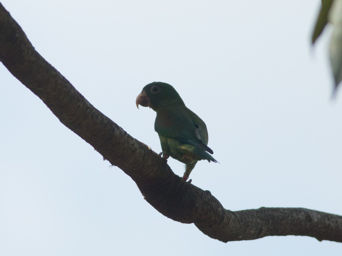 Orange-chinned Parakeet - Ruth  Danella