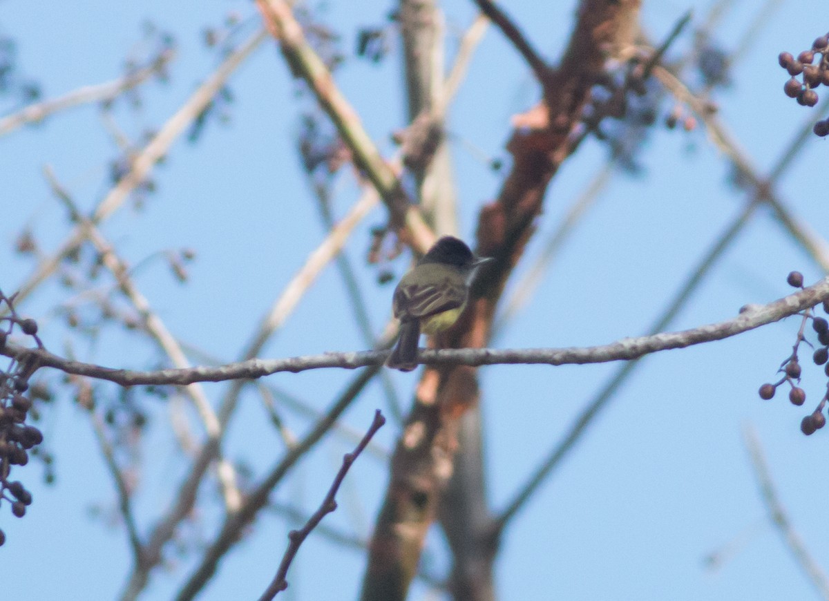 Dusky-capped Flycatcher - ML50640331