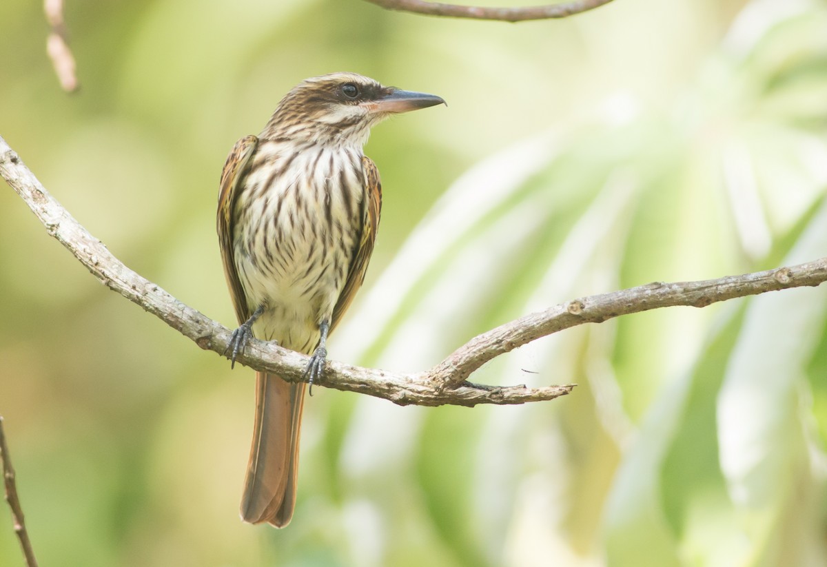 Streaked Flycatcher - ML50640361