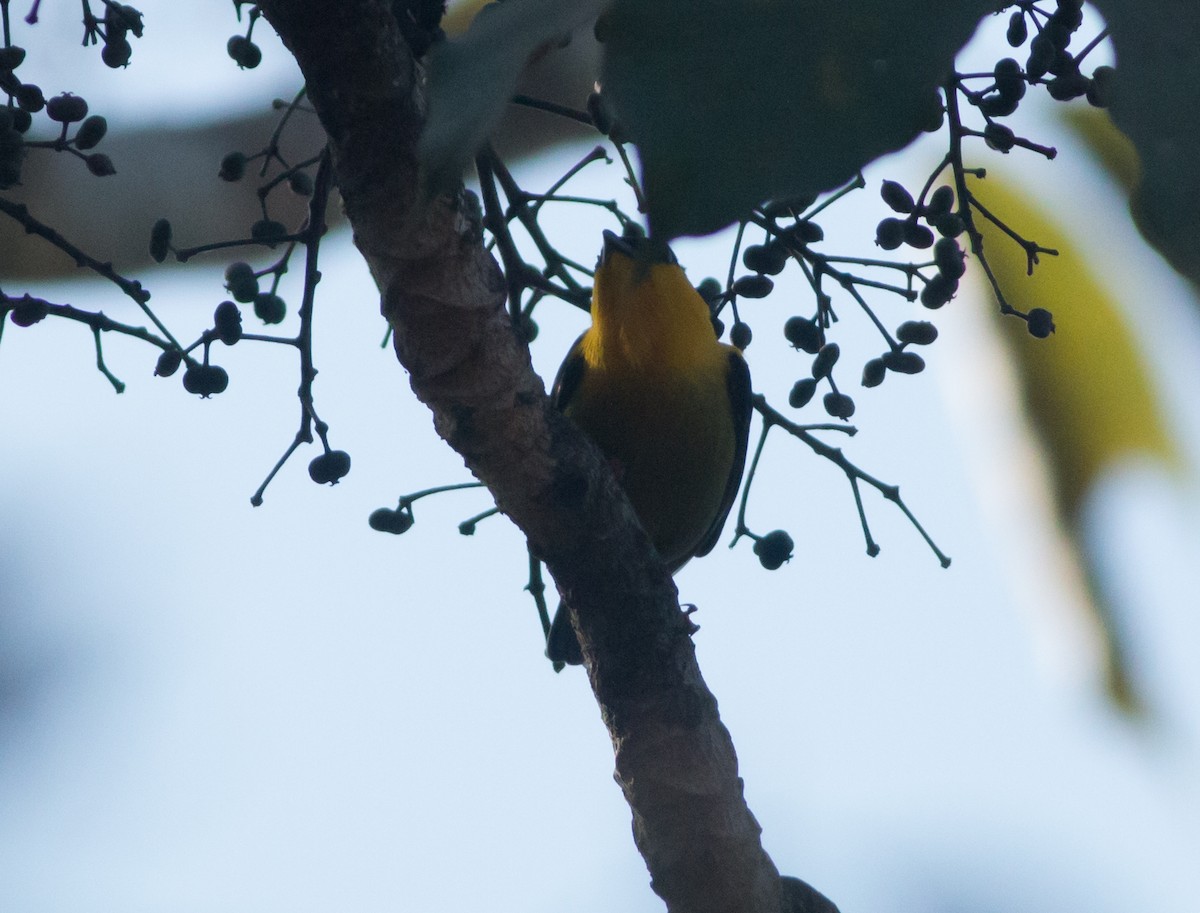 Golden-collared Manakin - ML50640401