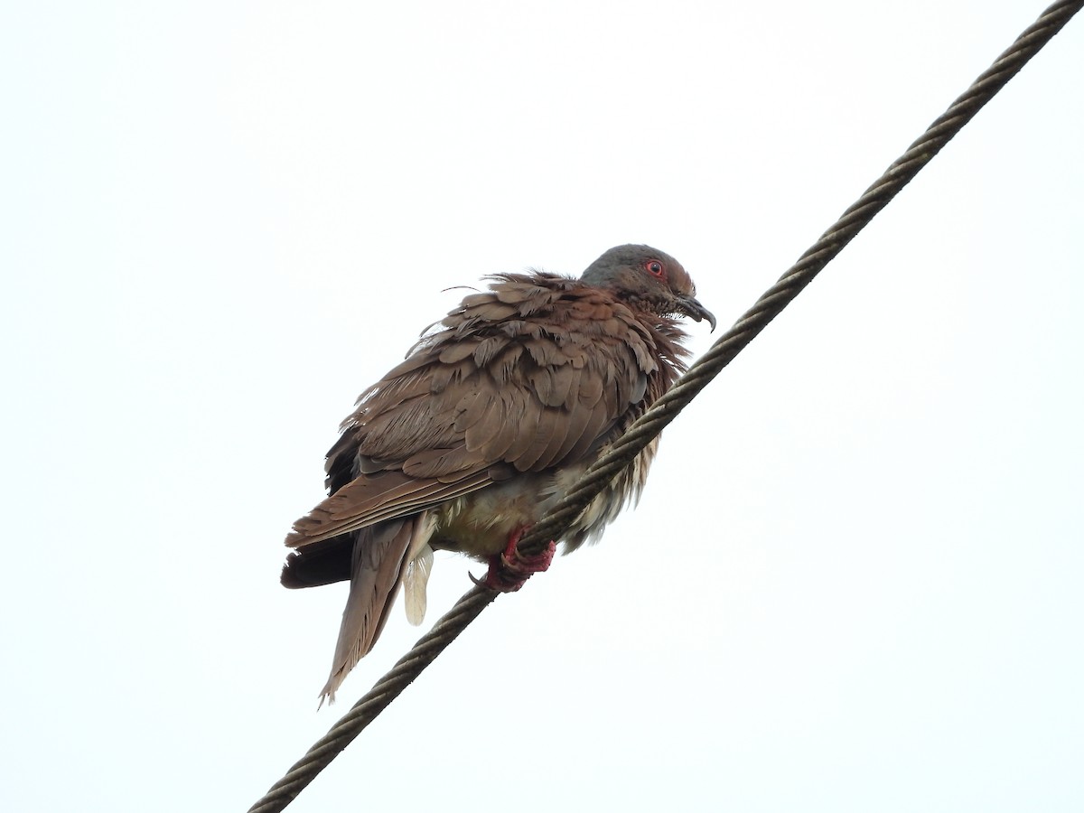 Pale-vented Pigeon - ML506404501