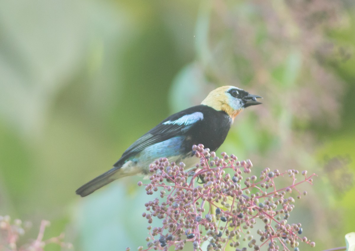 Golden-hooded Tanager - Ruth  Danella