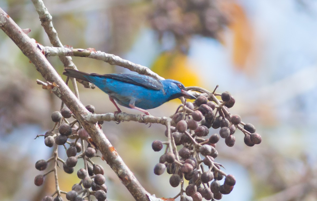 Blue Dacnis - Ruth  Danella