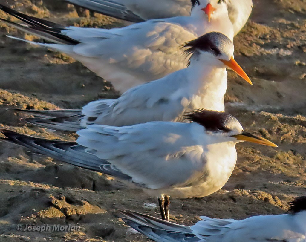 large tern sp. - ML506406551