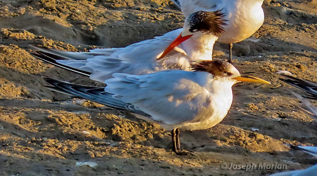 large tern sp. - ML506406561