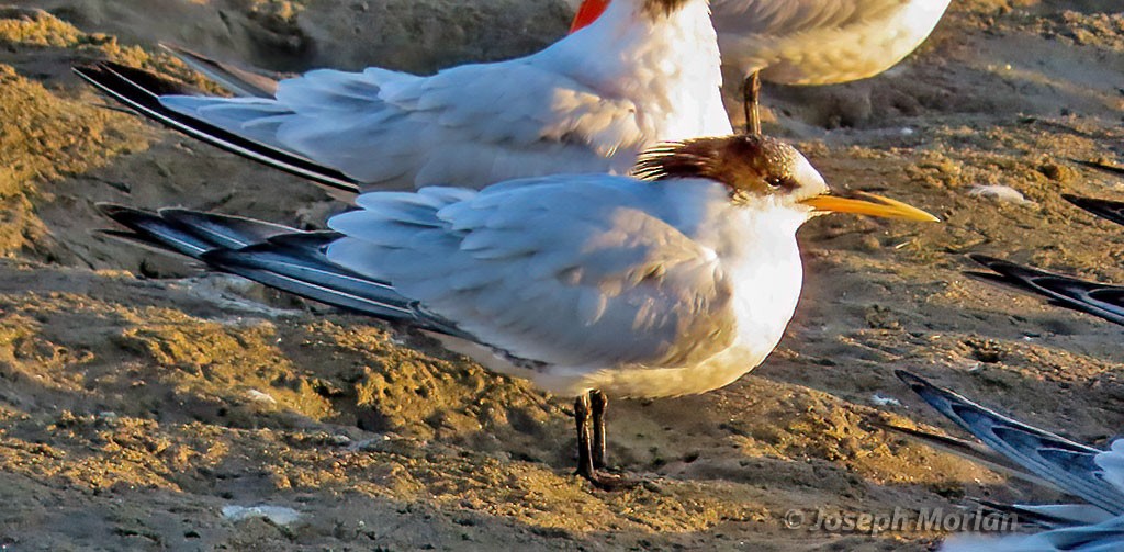 large tern sp. - ML506406581