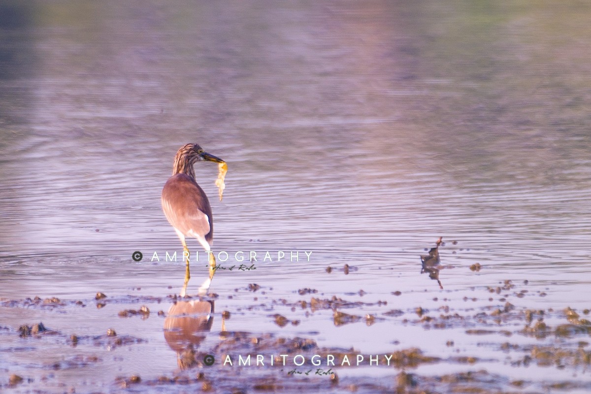 Indian Pond-Heron - ML506407191