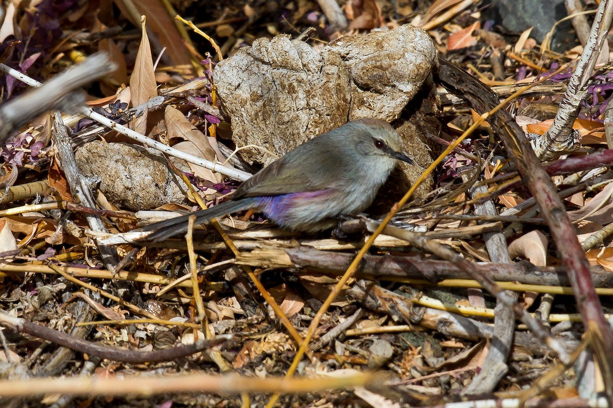 White-browed Tit-Warbler - ML506407511