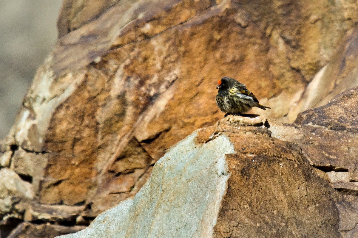 Fire-fronted Serin - ML506407591