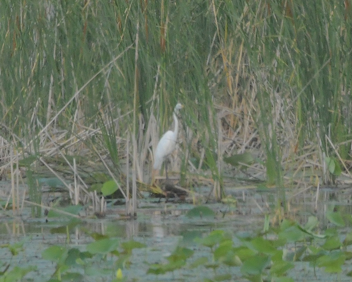 Great Egret - ML506408441