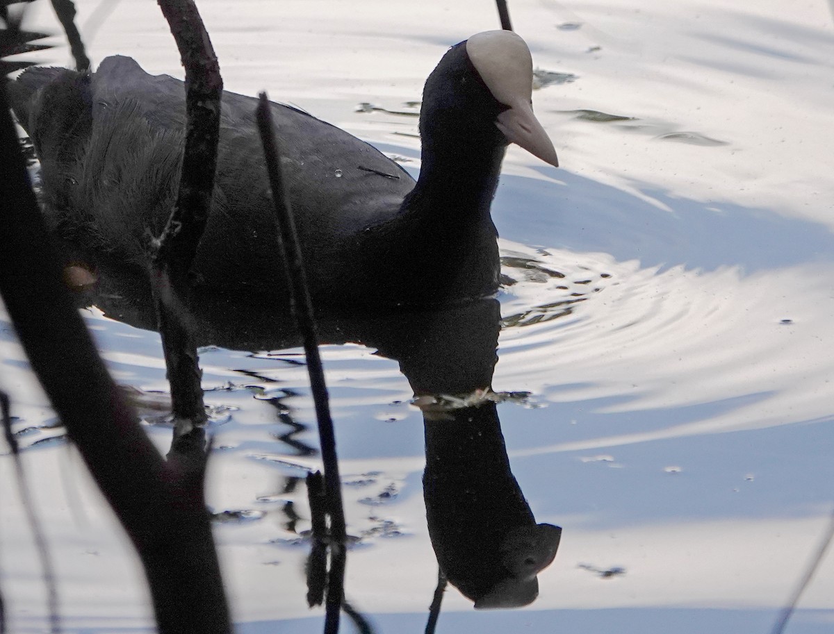 Eurasian Coot - ML506409411