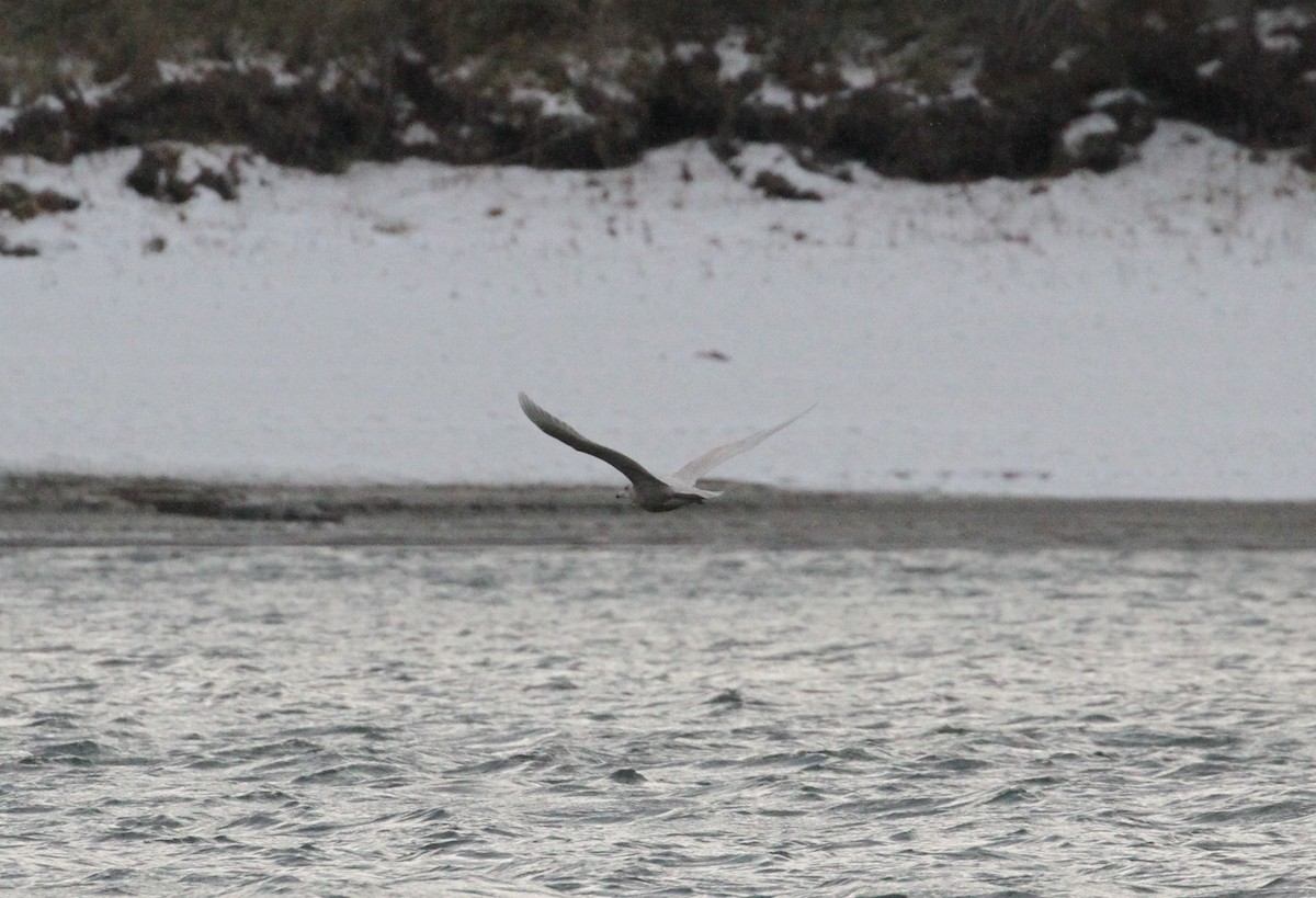 Glaucous Gull - ML506409481