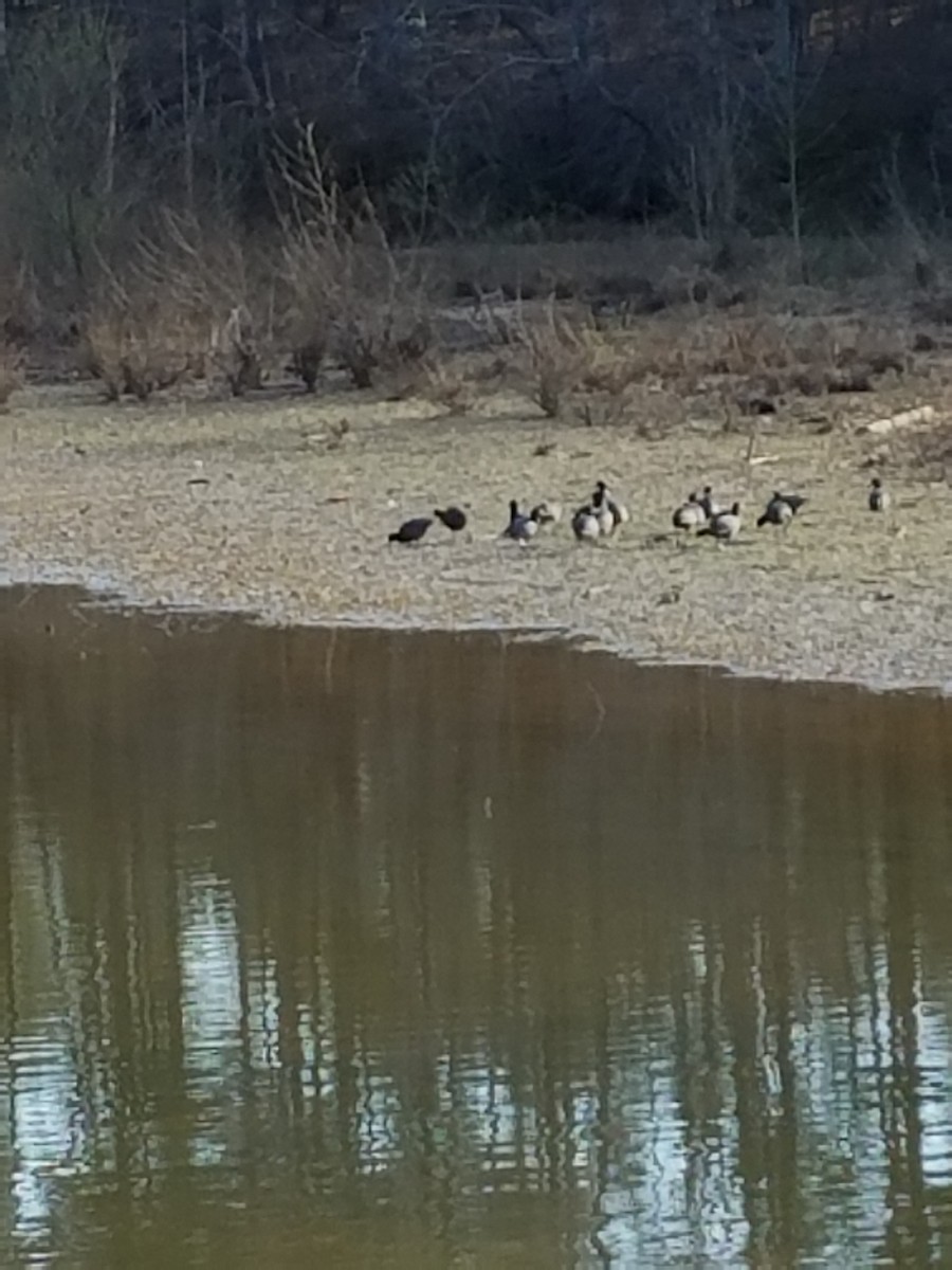 American Coot - ML50640961