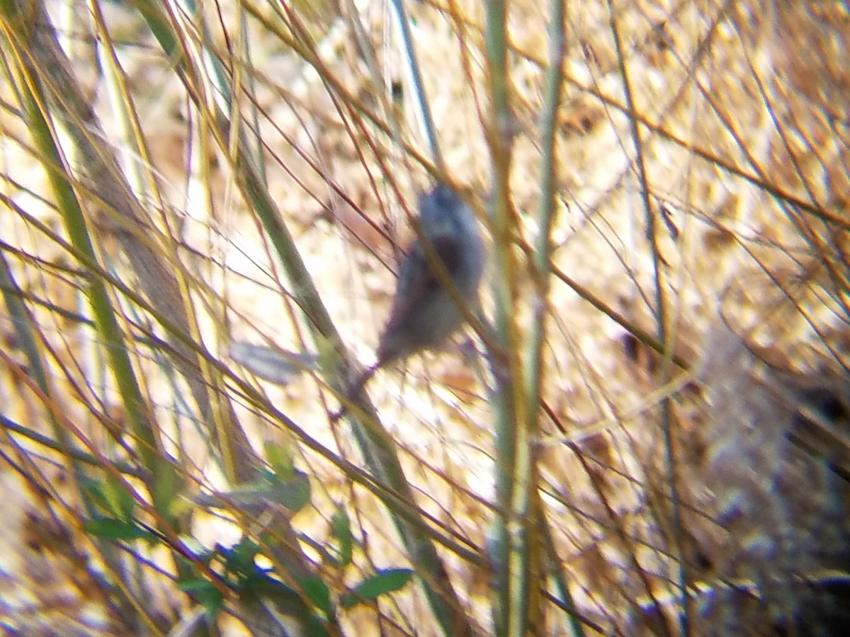 Swamp Sparrow - ML50641061