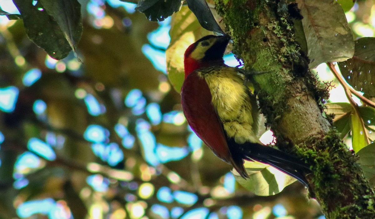 Crimson-mantled Woodpecker - ML506410711