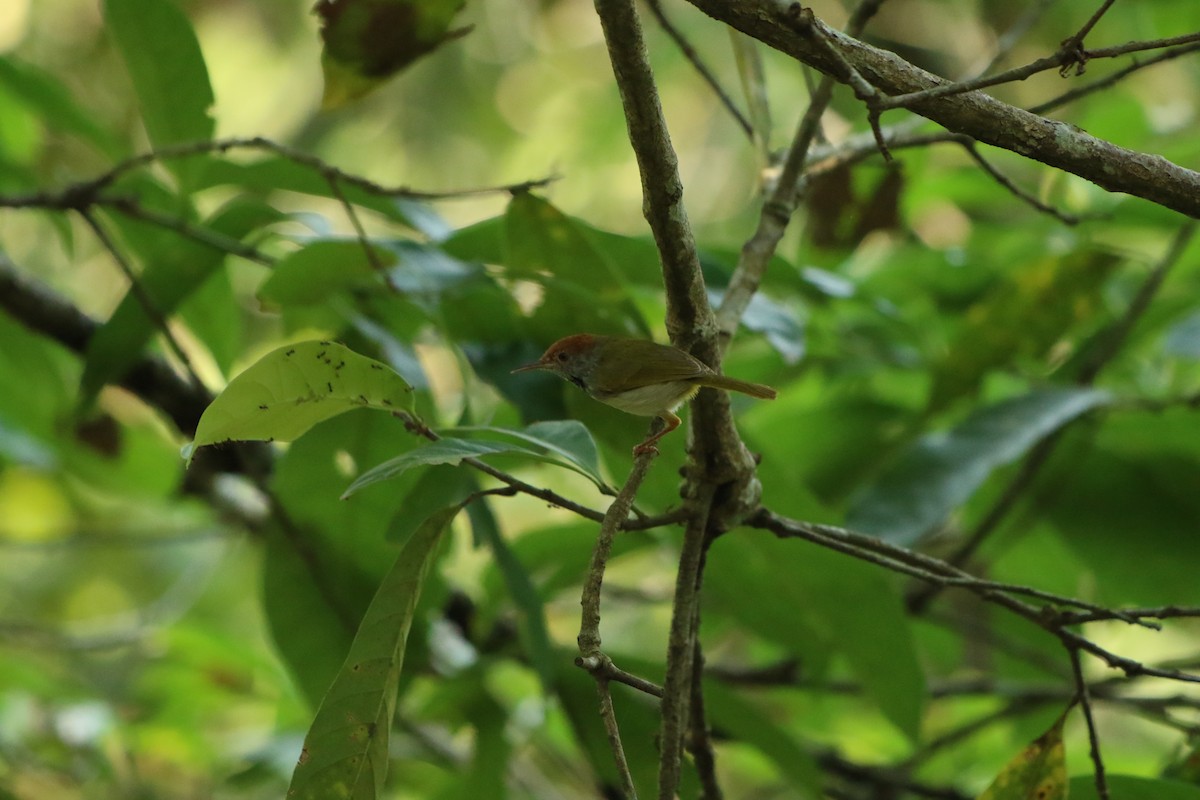 Dark-necked Tailorbird - ML506410751