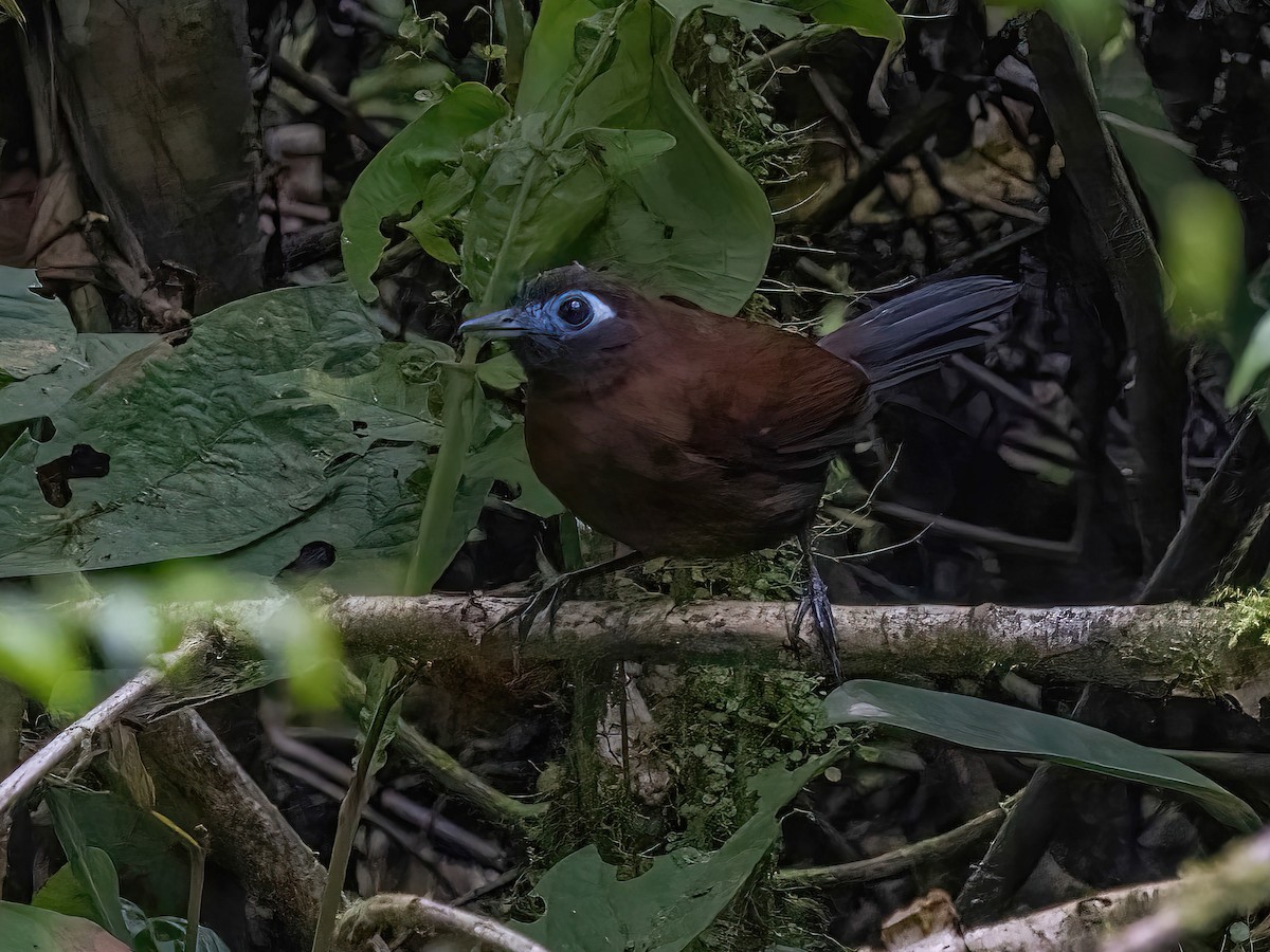 Zeledon's Antbird