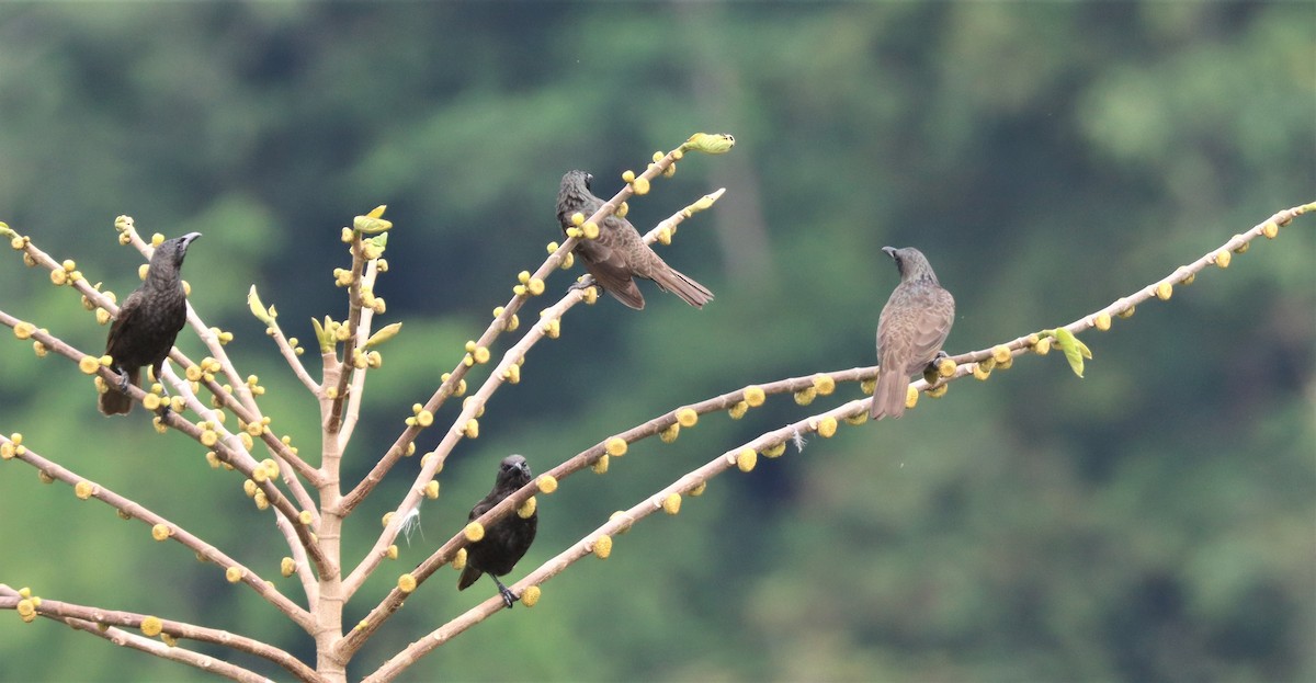 Samoan Starling - ML506410891