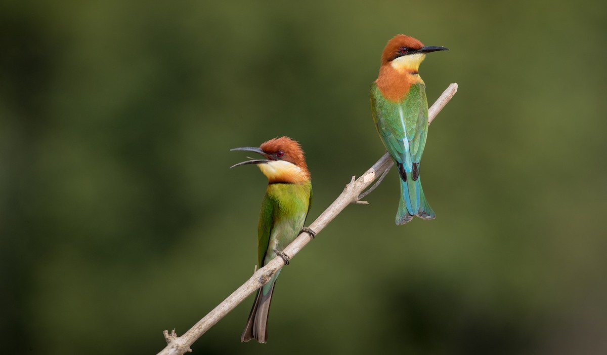 Chestnut-headed Bee-eater - ML50641141