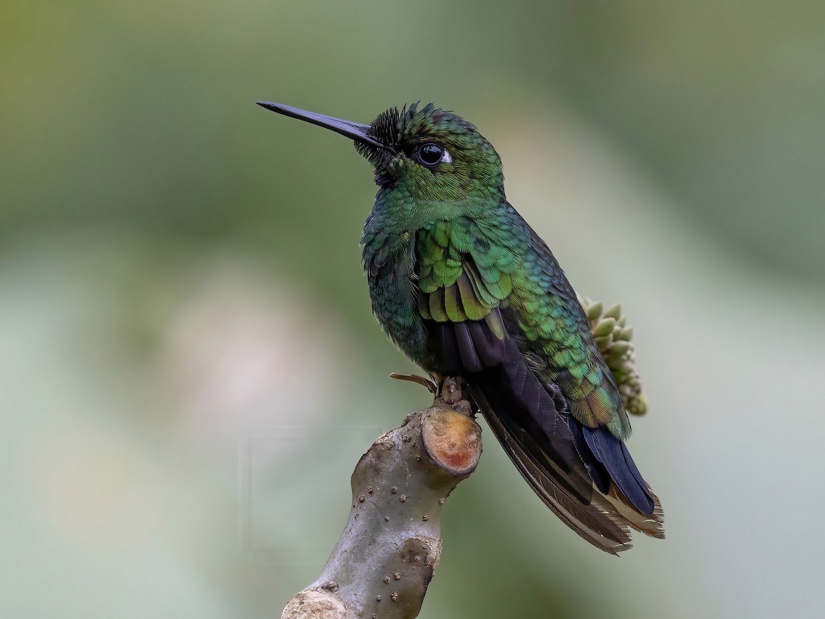 Green-crowned Brilliant - Heliodoxa jacula - Birds of the World