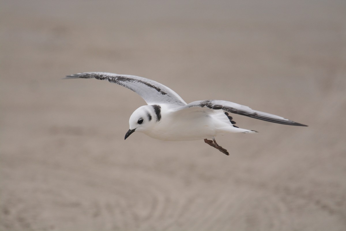 Black-legged Kittiwake - ML506414801