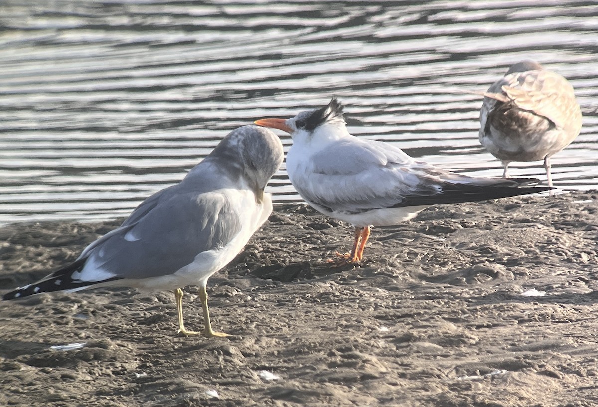 Royal Tern - ML506415001