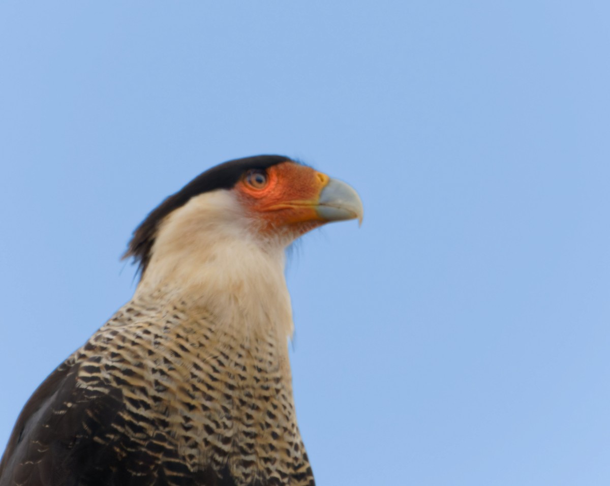 Crested Caracara - ML506415251