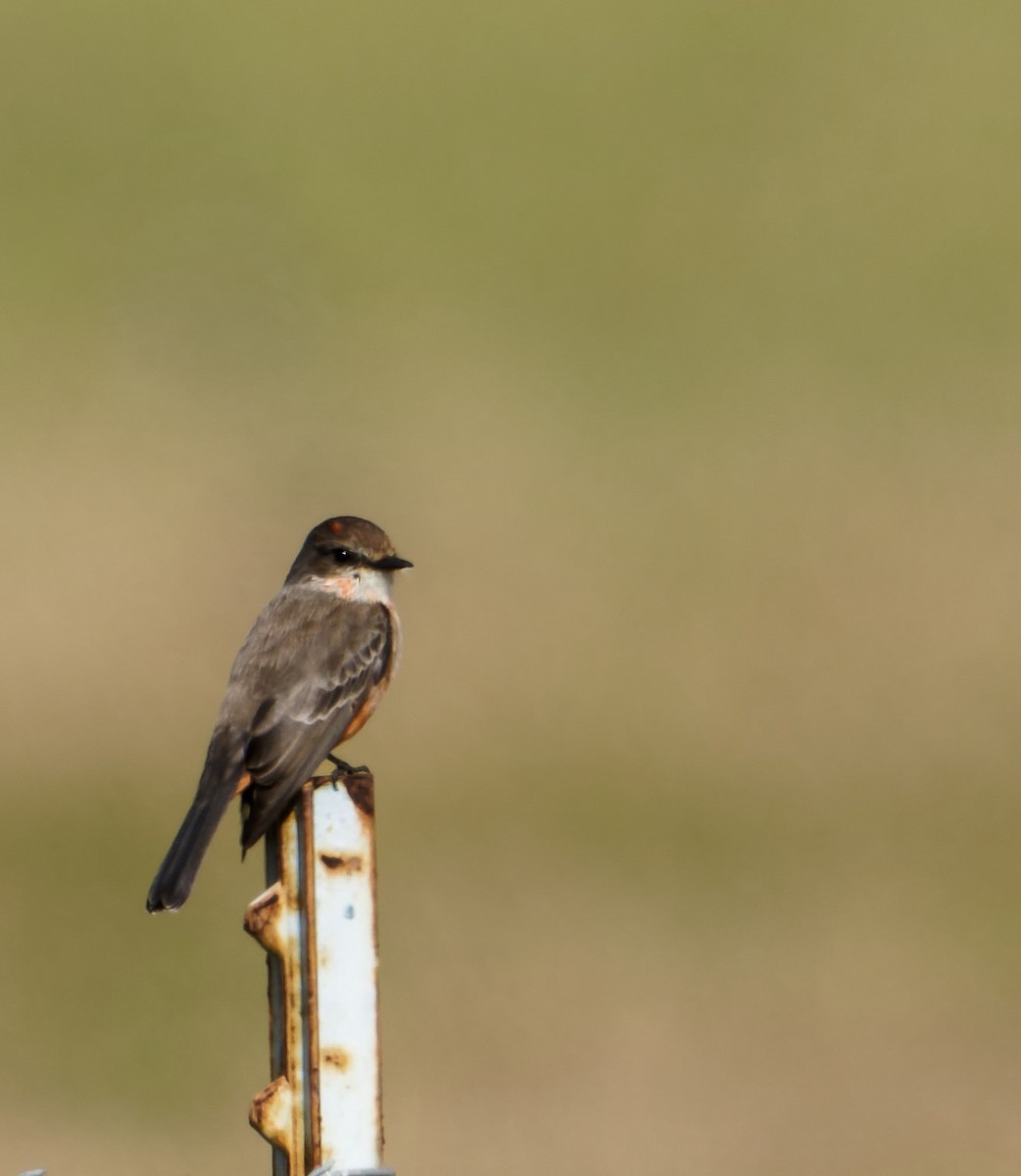 Vermilion Flycatcher - ML506415421