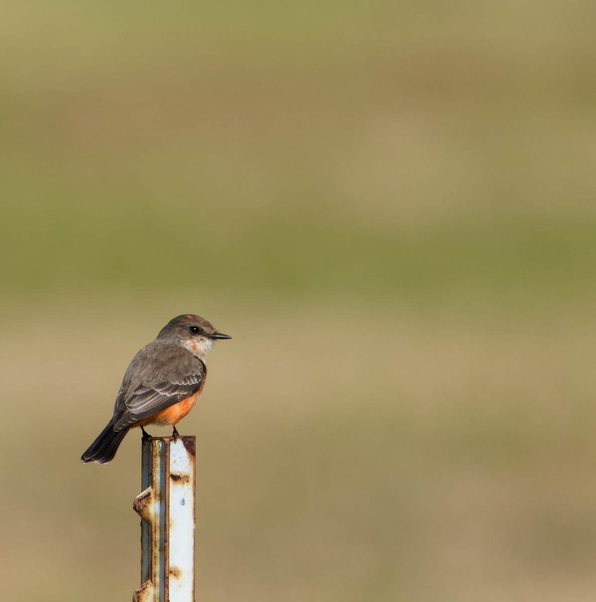 Vermilion Flycatcher - ML506415451