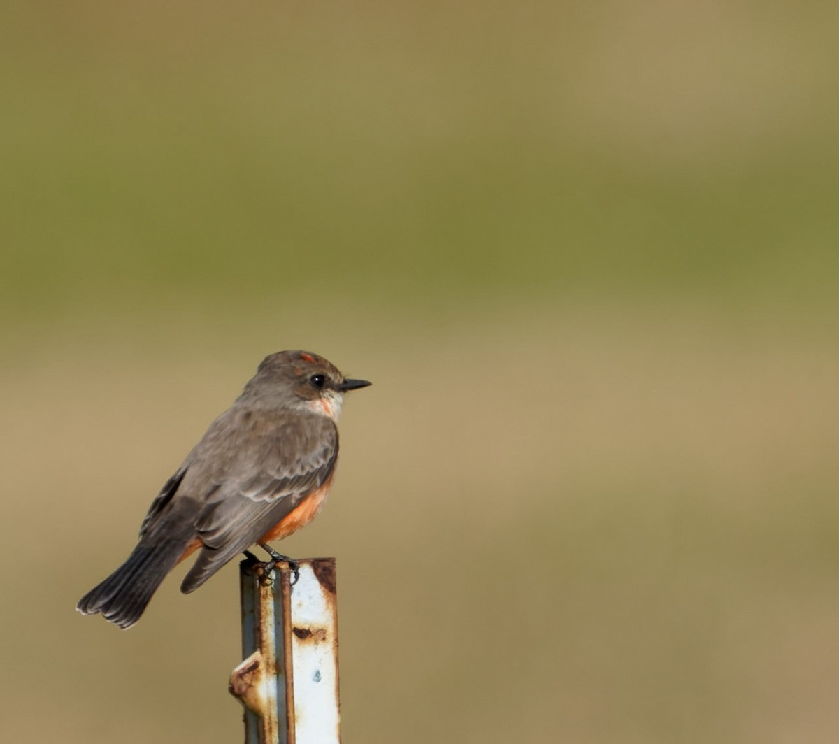 Vermilion Flycatcher - ML506415461