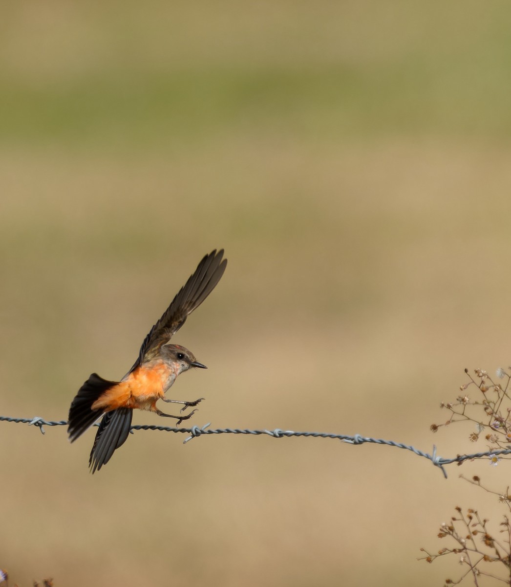 Vermilion Flycatcher - ML506415471