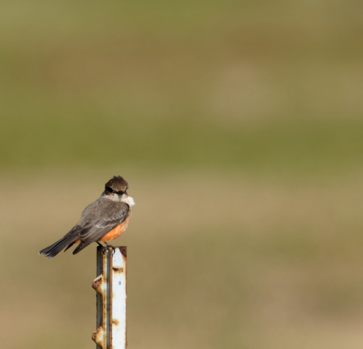 Vermilion Flycatcher - ML506415481