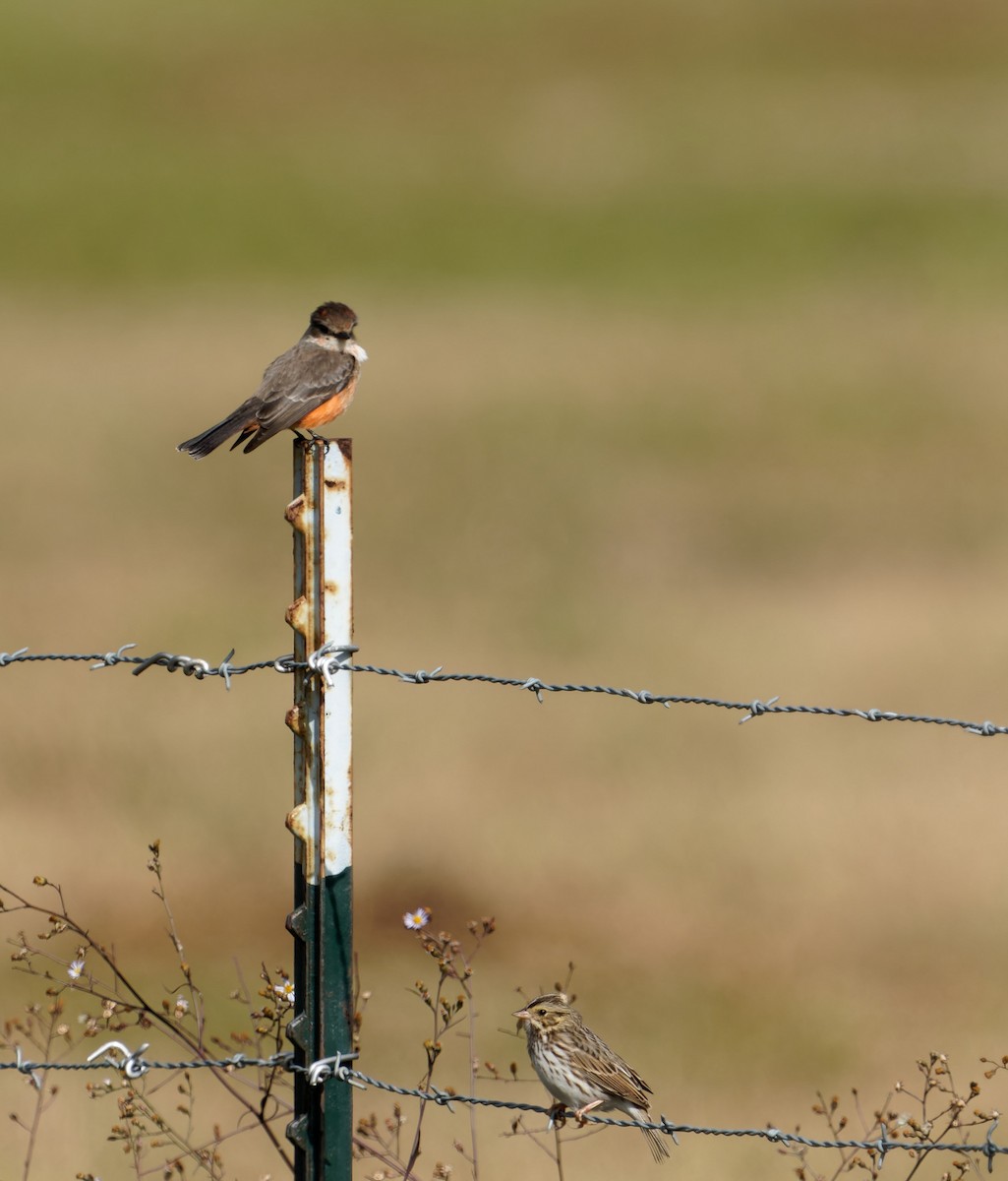 Vermilion Flycatcher - ML506415501