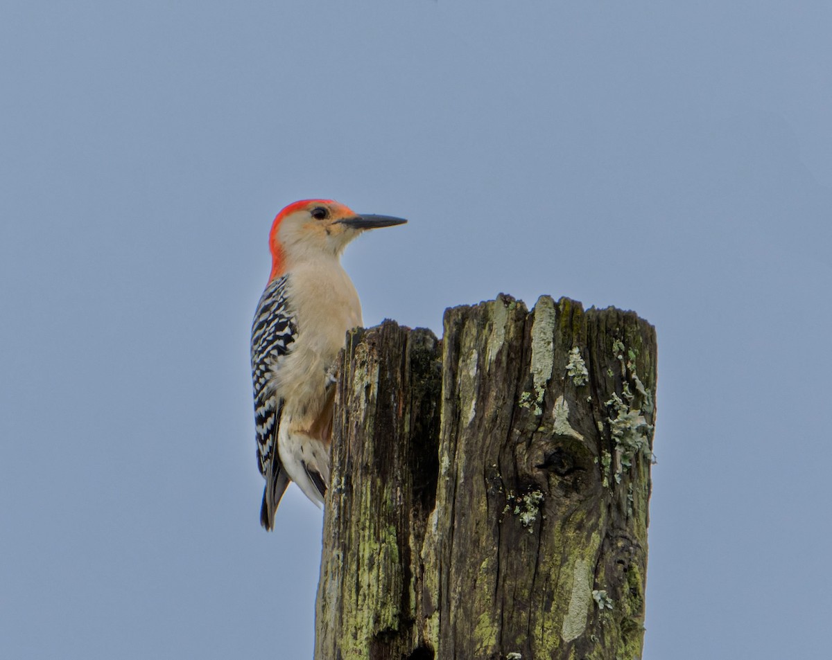 Red-bellied Woodpecker - ML506415671