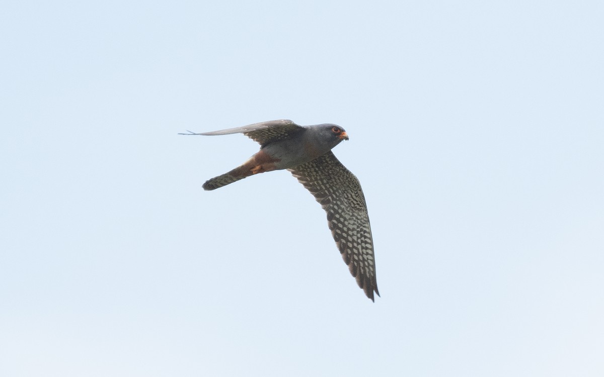 Red-footed Falcon - ML506416241
